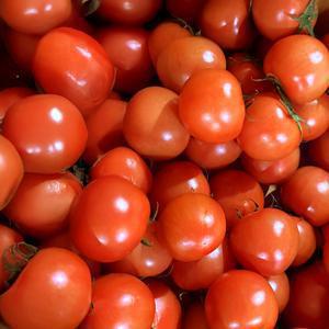 [밋앤밀] 산지직송 경남 의령 GAP인증 유럽종 완숙토마토 4.5kg(40∼70개내외)