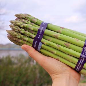 [밋앤밀] 산지직송 강원도 화천 아스파라거스 특상품 1kg