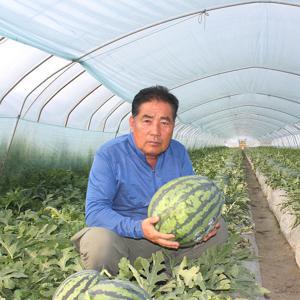 [밋앤밀] 논산수박연구회 산지직송 고당도 프리미엄 꿀 수박(12Brix 이상)7-8kg
