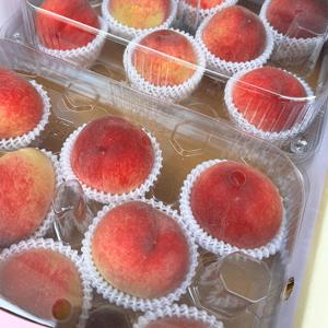 [자연의정] 하우스 백도 복숭아 말랑이 중대과 2kg 내외 (10∼14과 내외)