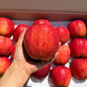 [자연의정] 국내산 제철과일 고당도 부사사과 프리미엄 특품 로얄과 5kg (개별망)