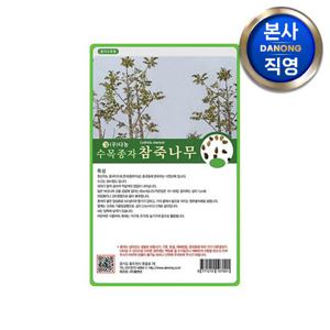 참죽 나무 씨앗 20g . 수목 식물 씨 종자.