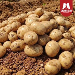 [마녀바스켓] 산지직송 포슬포슬 햇감자 수미감자 왕특 3kg (180~280g 내외)