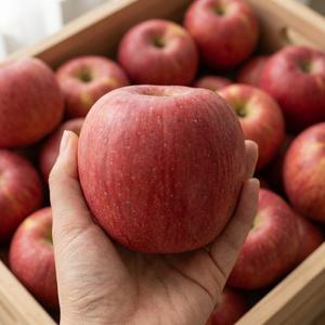 청송 사과 꿀사과 부사 중대과3kg(선물용)7-9과apg3