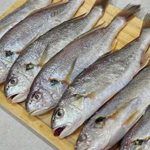 제주 백조기 생조기 2kg