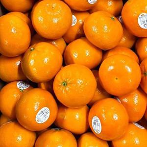 갤러리아_미국산 달콤한 만다린 귤 3kg