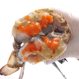 서해안 봄 제철 활 암꽃게 소 3kg(12~18미/빙장/얼음포장)