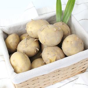 [팔도농장] 26년 햇 수확 수미감자(대) 3kg