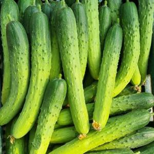 [당일수확]국내산 백다다기오이 10kg(50개내외)
