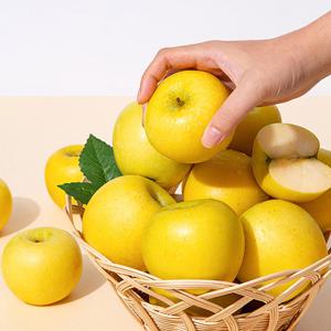 [더조은] 황금사과 시나노골드 정품 3kg 19-21과