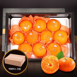 [수출하는제주과일]제프런 레드향3kg(9-12과)