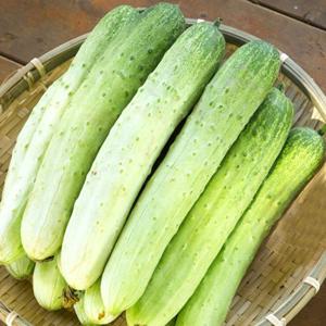 국내산 백다다기오이 1kg(6개내외)/특품