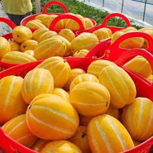 [산정마을] 성주 꿀 참외 고당도 선물용 중과 8-12과 3kg