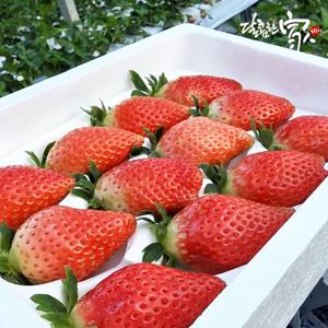 딸기의 왕 킹스베리 24구 750g내외