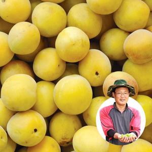 [예약판매] 섬진강 하동 황매실 왕특 10kg 3.4cm이상
