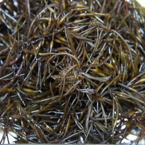 국내산 제철 톳 생톳 1kg