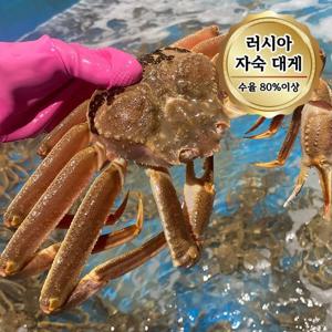 당일자숙 살 꽉찬 러시아대게 A급 대게 1kg 1미 (수율80%이상)