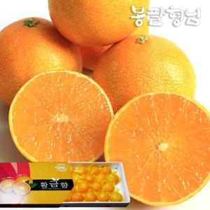 제주 황금향 로얄 (13-23과) 4kg 선물용