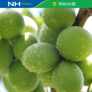 [★농협공동선별/ 산지직송] 하동농협 청매실 5kg(특/L)