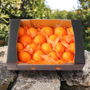 [산지직송] 명품제주 프리미엄 카라향 선물세트 2.5kg 중대과