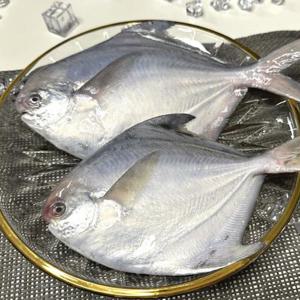 생물 병어 국내산 1kg