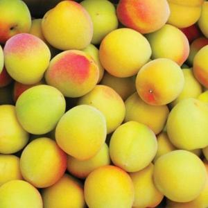 [6월초출고]매실본고장-하동 황매실 10kg(특)