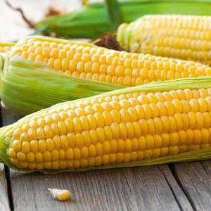 [더조은] 제주직송 초당옥수수 중품 (8-13cm) 10개입