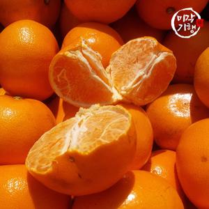 미각기행 제주 천혜향 가정용 소과 1kg(07-08과 내외)