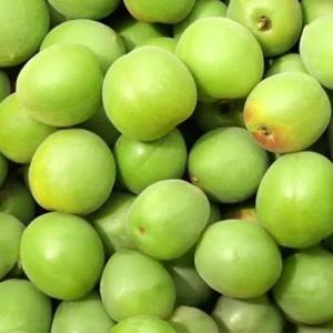 [6월초출고] 매실본고장-하동 청매실 10kg(대)