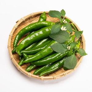 갤러리아_[맛딜]알싸한 매운맛 국내산 청양고추 1kg
