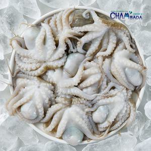 참바다 만능통쭈꾸미 600g(20미) 5팩+만능소스 50g 5팩