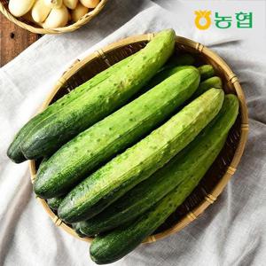 *할인지원* [농협] GAP인증 농협선별 백오이 10입
