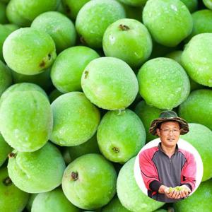 [예약판매] 섬진강 하동 청매실 대 10kg