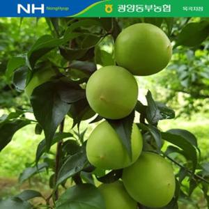 [★농협공동선별/ 산지직송] 광양옥곡농협 청매실 10kg(대/M)