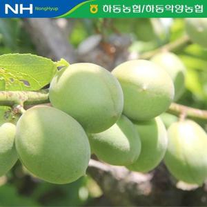 [★농협공동선별/ 산지직송] 하동농협 청매실 10kg(상/S)