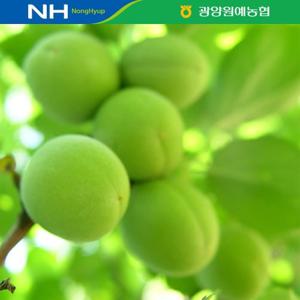 [★농협공동선별/ 산지직송] 광양원예농협 청매실 10kg(특/L)