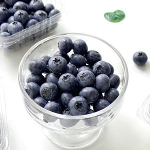 무농약 영동블루베리 생과 특대 500g(16mm 이상)