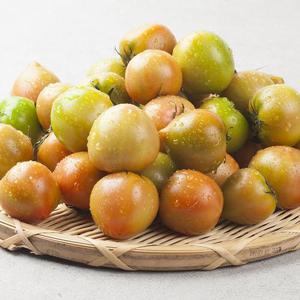 당일수확 부산 대저토마토 2.5kg M