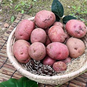 국내산 홍감자 대사이즈 3kg