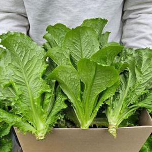 당일수확 국내산 싱싱 통로메인 상추 2kg