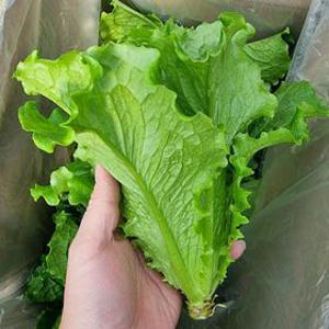 고품질 특품 정량 로메인청상추 1kg/2kg