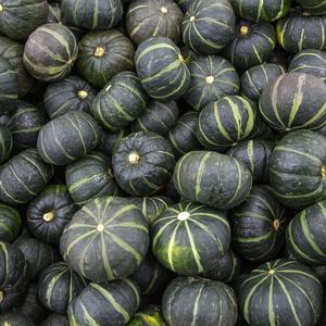 [5월 20일 순차출고] 공중재배 해남 산지직송 미니 밤호박(보우짱) 2kg