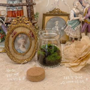 소중한 테라리움 키트 DIY 이끼테라리움