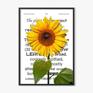 인테리어포스터 해바라기 꽃 풍수지리 행운 재물 돈들어오는그림 개업선물 Sunflower