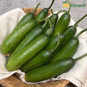 경북 미니오이 500g 1kg 2kg 스낵오이 아삭 오이