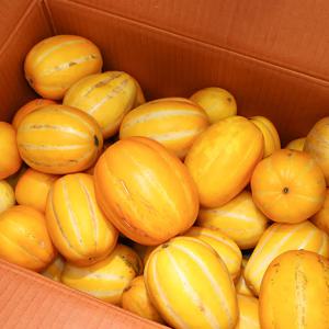 실속있는 못난이 성주 꿀참외 5kg 랜덤과