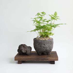 아지리 고사리 소 책상위에 두고 보기 좋은 인테리어식물 플랜테리어 데스크테리어 공기정화식물