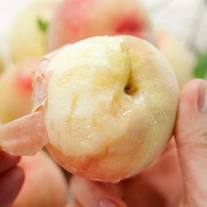 26년 첫 출하! 하우스 복숭아 500g외 1kg 사이즈별 골라담기 대형마트 납품용