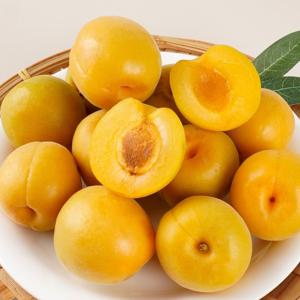 26년 첫 출하! 하우스 살구 500g외 1kg 사이즈별 골라담기! 대형마트 납품용