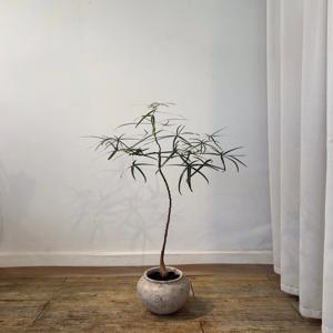 보틀트리(빈티지화분) 바오밥나무 개업선물 승진화분 인테리어 식물 부산/경남지역